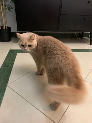 Pet Relocation to India